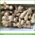 Fresh Ginger Exporter en Chine Air Dried Ginger 250g up